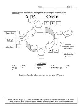 atp/adp energy cycle worksheet answer key